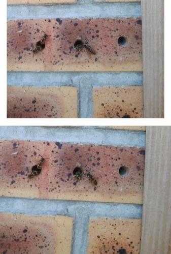 Hotel insectes
